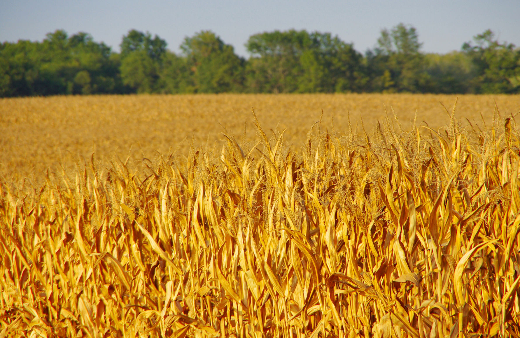 Indiana Corn